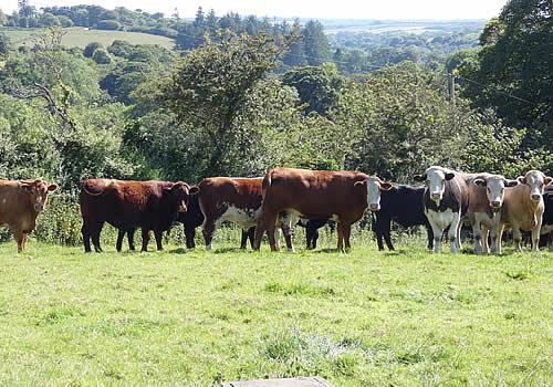 Photo Gallery Image - Cattle at Treverva