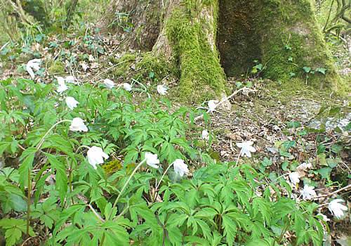 Photo Gallery Image - Woodland walks around Budock Waters