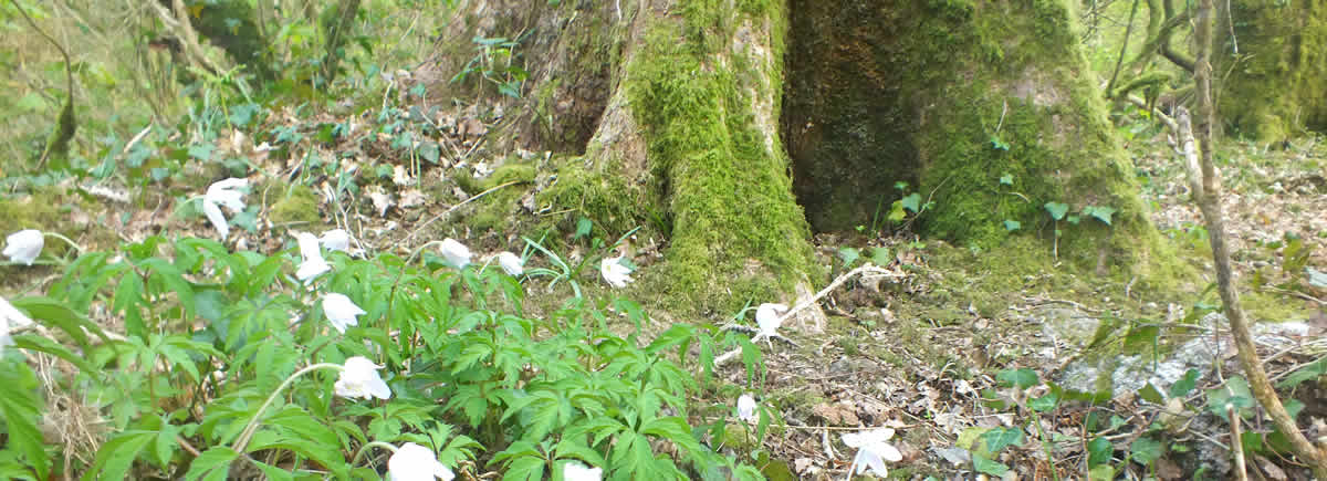 Woodland walks around Budock Water