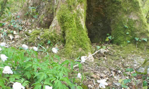 Woodland walks around Budock Water